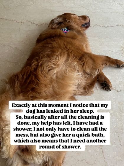 Nitika Ahlawat - Dog and Child Safety & Integration The Realities of Being a Dog & Human Mom photo 6