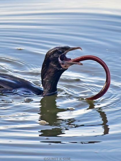 A Little Cormorant with a blind snake, a surprising and rare observation of its feeding habits. They are skilled fishers, but clearly opportunistic.