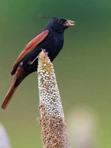 A Crested Bunting feeds on maize grains. These birds, along with Vernal Parrots and Rosefinches, often flock together to feed in agricultural fields.
