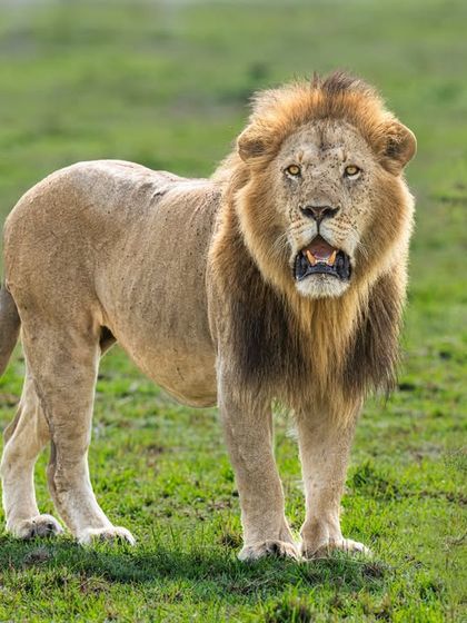 The majesty in his eyes. This powerful lion portrait uses a shallow depth of field to create a soft bokeh, isolating the subject and drawing all attention to his intense gaze.