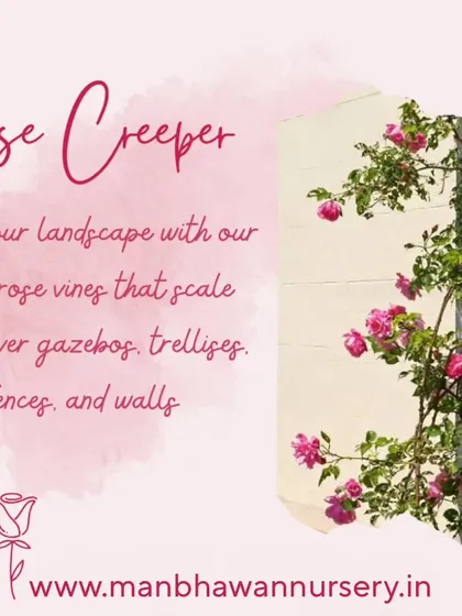 Adorn your landscape with our stunning Rose Creeper vines. These climbers are perfect for scaling gazebos, trellises, fences, and walls, creating a romantic and enchanting floral display.