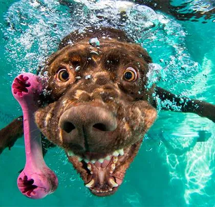 A Chocolate Lab proudly holding its pink bone toy underwater. We love incorporating your pet's favorite toys into the shoot to make it more personal and fun for them.