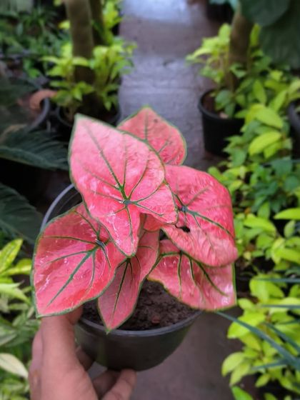 Rare & Collector's Plants photo 36