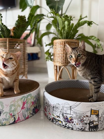 My cats enjoying their scratcher featuring my 'Mumbai Meri Jaan' print. It’s fun to see elements of the city, like the auto-rickshaws and old buildings, become a piece of functional art right in my living room.