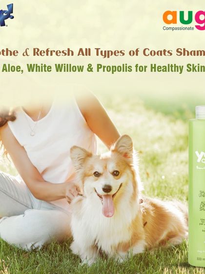 Augie Pets - Pet Grooming Services Shampoos & Conditioners for Every Coat photo 15