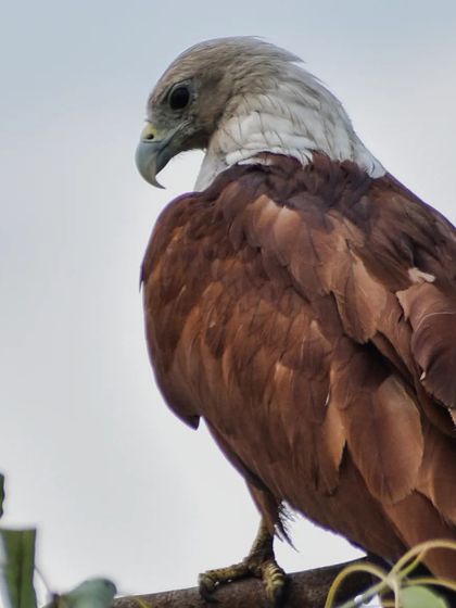 Lalith - Wildlife & Nature Photography Bird Portraits: Up Close & Personal photo 33