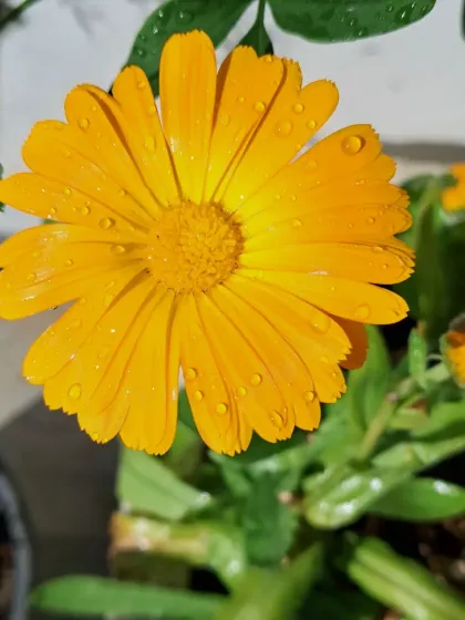 Bhardwaj - Urban Gardening Consultation A Riot of Colorful Flowers photo 134