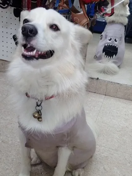 Check out this cool dude rocking one of my quirky dog hoodies. I love finding fun and unique accessories to match your pet's personality.