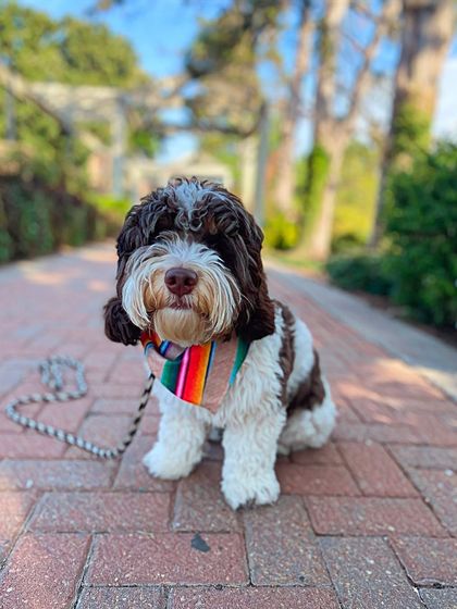 Tulsa Dog Trainer - Immersive Board & Train Programs Board & Train Graduates photo 140