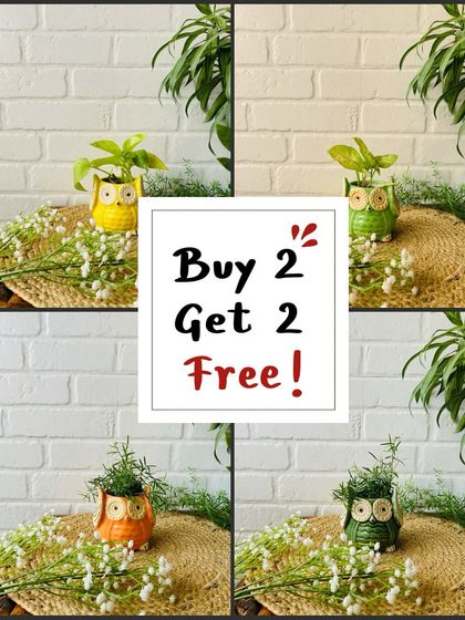 A collage showcasing our 'Buy 2 Get 2 Free' offer on ceramic owl planters. These mini planters are versatile and can be used as tabletops or in macrame hangers to brighten up your space.