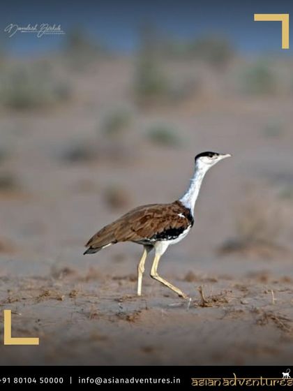 Birdwatching Sanctuaries of India photo 5