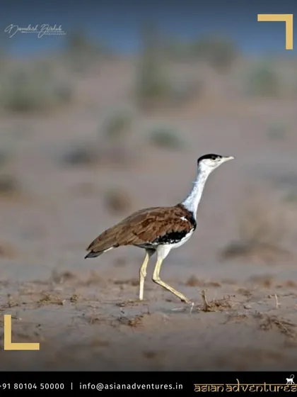 The Lesser Florican, a female or non-breeding male, walks through the arid grasslands. Our conservation-focused tours highlight the importance of protecting these fragile habitats for endangered species.
