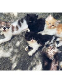Cat Breeding Services