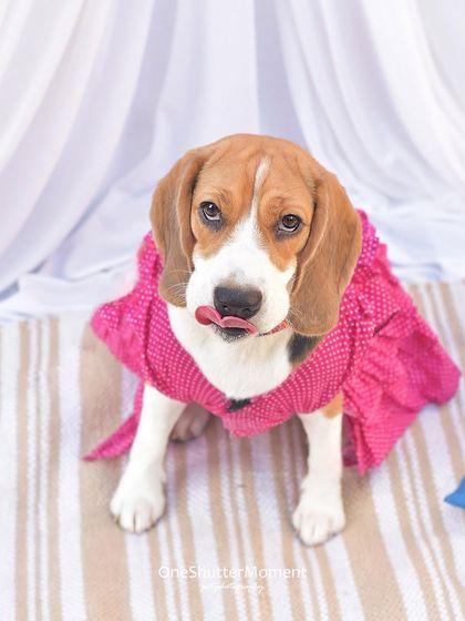 Priyanka - Themed & Special Occasion Pet Photography Outdoor Explorers photo 5