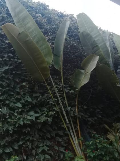 Natural Privacy Screens photo 4