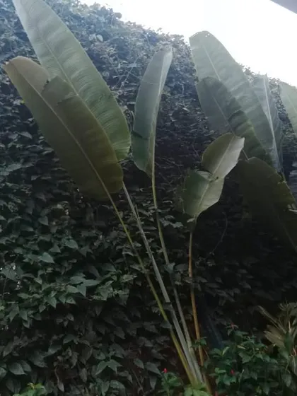 Another angle of the privacy screen, showing how the dense leaves of the climbing plants and palms completely obscure the view, creating a secluded garden retreat.