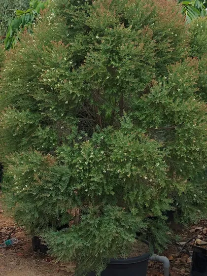 A beautiful, soft-textured coniferous shrub, perfect for adding a different form and texture to the garden.