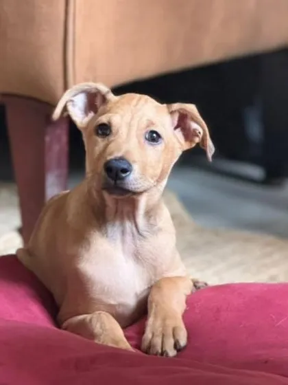 Look at this face. This is Loki, a two month old pup who is a bundle of pure joy. This is why we say adopt, don't shop. You can't buy this kind of happiness, but you can give it a home.