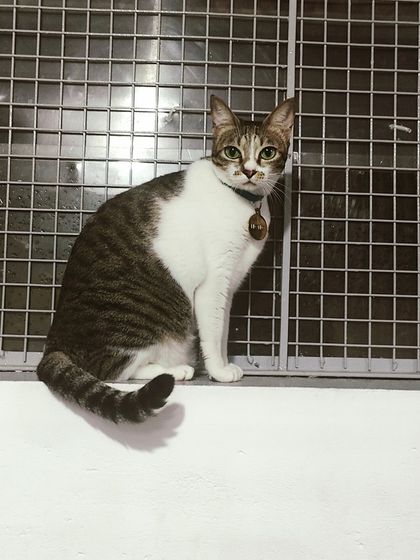 Sammy's Nest - Home Boarding for Small Pets Happy Cats: Our Boarding Guests photo 32