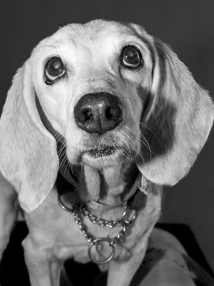 A powerful black and white portrait of Seenu looking up. The studio lighting creates dramatic shadows that emphasize his soulful eyes.