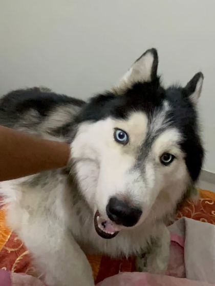 These additional photos showcase the variety of wonderful dogs I have the pleasure of caring for, each with their own unique charm and personality. From playful moments to quiet cuddles, every interaction is special.