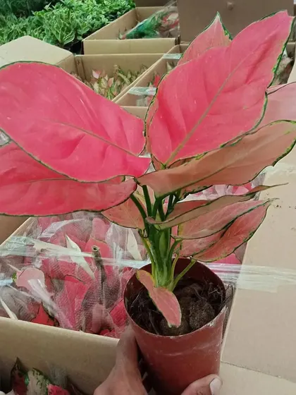 A vibrant pink Aglaonema, also known as a Chinese Evergreen. These are colorful, low-maintenance plants perfect for adding a splash of color indoors.