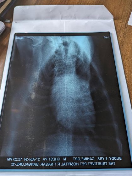 PL Paws - Animal Rescue & Rehabilitation How Your Donations Help: Our Medical Cases photo 25