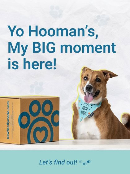 The big moment is here! Sheru knows that box is filled with his favourite Pawfectly Made meals. That happy face says it all.