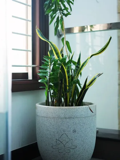 This arrangement combines the vertical leaves of a Snake Plant with the feathery foliage of a ZZ plant in a custom-branded stone pot, ideal for adding life near a window.