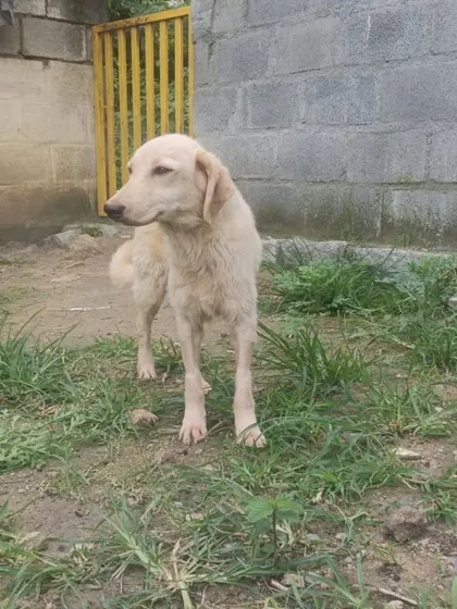 Standing in a yard, this 6 month old female crossbreed hopes for a better future. She is vaccinated, spayed, and ready for a family to love her.