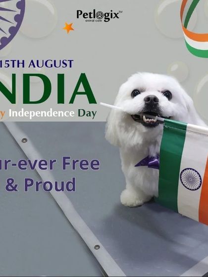 "Fur-ever Free & Proud." This happy pup is celebrating Independence Day with an Indian flag after a fresh grooming session.