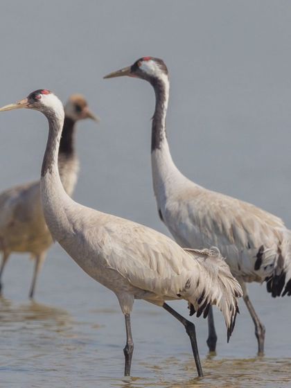 A family of Common Cranes. Cranes form long-term monogamous pair bonds and can be seen with their sub-adult chicks during the winter months.