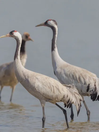 A family of Common Cranes. Cranes form long-term monogamous pair bonds and can be seen with their sub-adult chicks during the winter months.