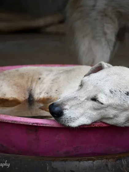A peaceful moment for a stray dog at the shelter. Even in difficult circumstances, they find moments of peace. This is why I advocate for adoption and supporting local NGOs.