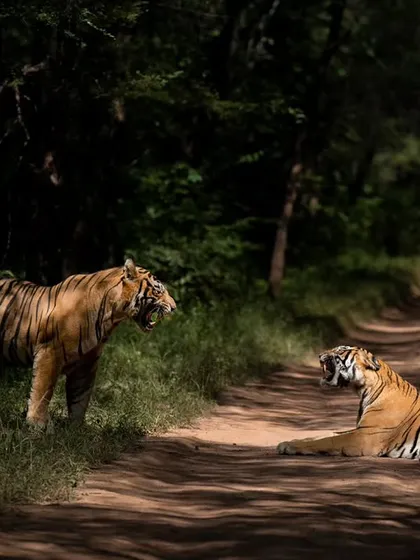 The courtship of two tigers, T57 and T39, on a beautiful winter morning. The soft light and intimate interaction make for a truly special sighting.