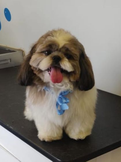 Another happy Shih Tzu showing off its fresh cut and happy tongue-out smile. Their happiness is our biggest reward.