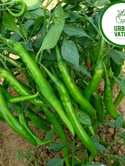 A close-up of a chilli plant loaded with green chillies, demonstrating the productivity of our methods.