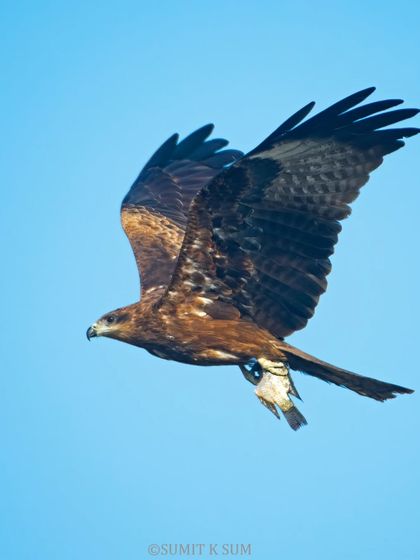 A Black-eared Kite in flight, carrying its prey. Capturing these moments requires tracking the bird's movement and anticipating its path.