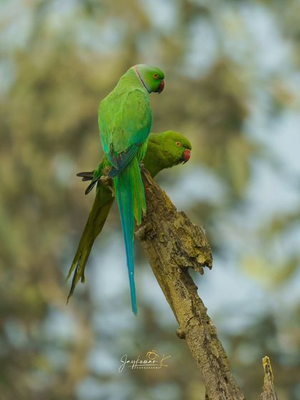 A pair of Rose-ringed Parakeets, also known as ring-necked parakeets, perch together on a dead tree stump. A quiet moment between a bonded pair.