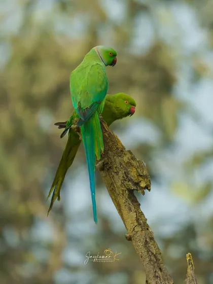 A pair of Rose-ringed Parakeets, also known as ring-necked parakeets, perch together on a dead tree stump. A quiet moment between a bonded pair.