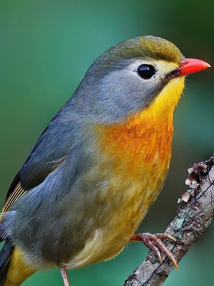 A classic portrait of a Red-billed Leiothrix. The image clearly shows its bright red bill, yellow throat, and the soft, grayish feathers on its head.