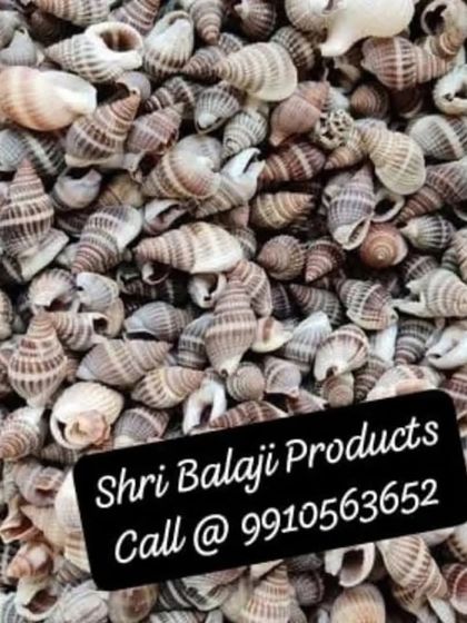 A pile of small, striped cone shells. The natural patterns and colors are beautiful for adding texture and interest to your craft projects.