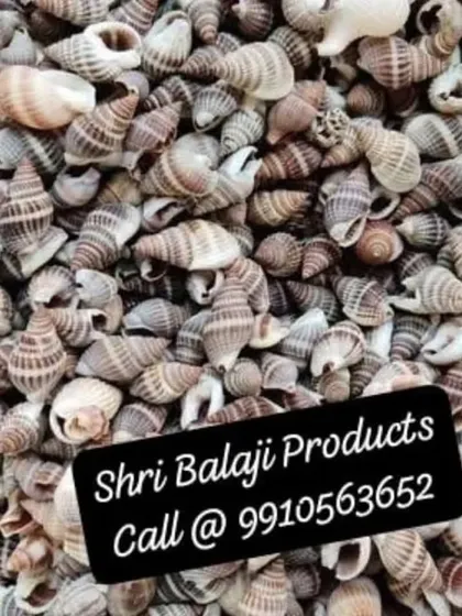 A pile of small, striped cone shells. The natural patterns and colors are beautiful for adding texture and interest to your craft projects.
