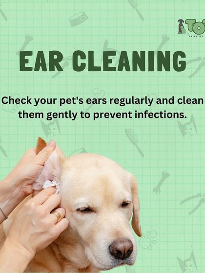 Tails of the City - Pet Grooming Tips for Pet Parents photo 14