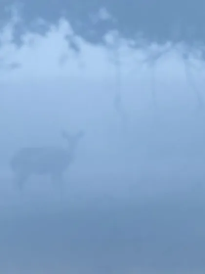 A deer in thick fog, where the image is intentionally soft and blurry. This is about capturing a feeling, the way the eye perceives a scene before it fully focuses.