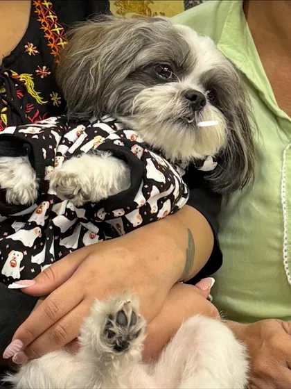 Koko getting some well-deserved cuddles after his journey. Traveling can be tiring, and comfort from family is the best remedy.