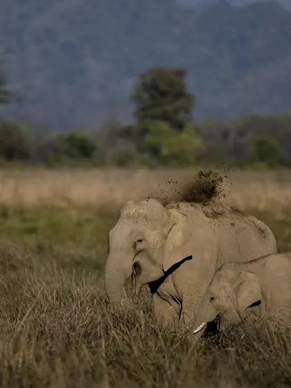 An elephant herd takes a dust bath in Corbett. This behavior is not just for cleaning; it's a social ritual, and capturing it tells a story of their community.