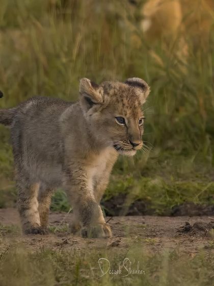 The next generation. This little cub represents the future of the Mara. It's a hopeful sight, a reminder of why we must continue to protect these incredible ecosystems and the wildlife that call them home.