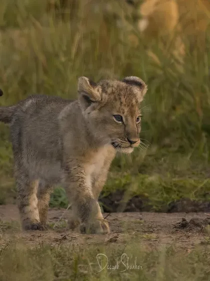 A tiny lion cub, full of potential, takes its first tentative steps. Moments like these represent the future of the pride and the hope for the continued flourishing of wildlife in the Mara.