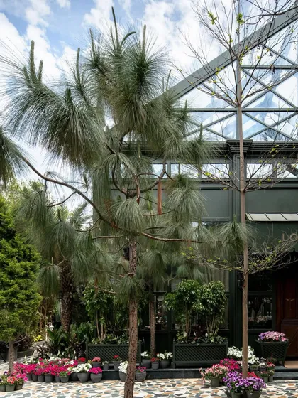 The exterior view, with the glasshouse nestled amongst pine trees and flowers.